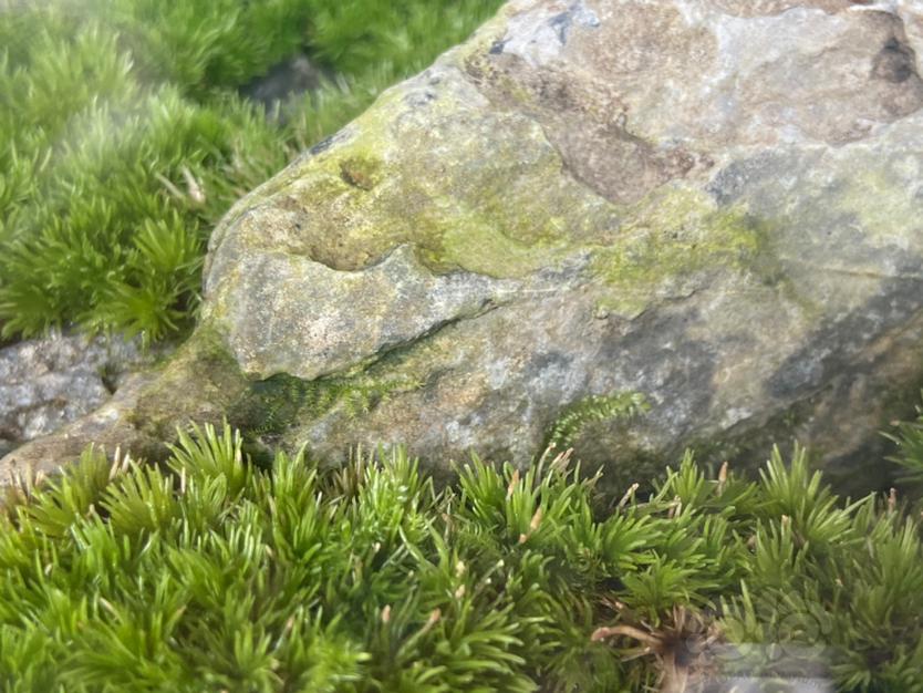 【微景观】自然攀附石头的苔藓-图2