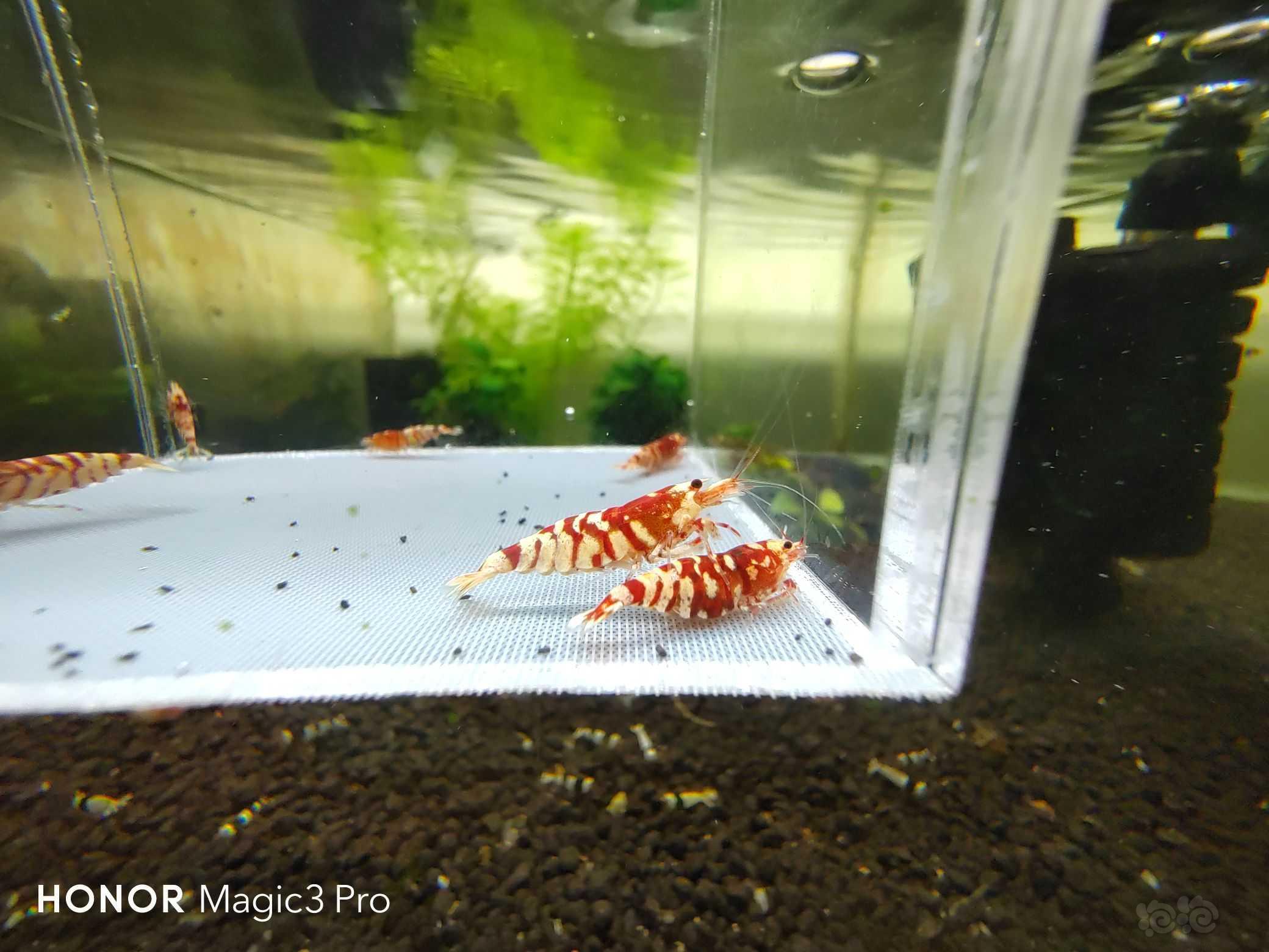 【虾】2021-10-22#RMB拍卖#红花虎7只3母一抱蛋-图4