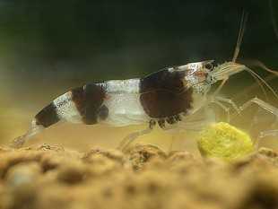 【水晶虾】出点原生蜜蜂虾（黑白水晶🦐，红白水晶🦐始祖）-图1
