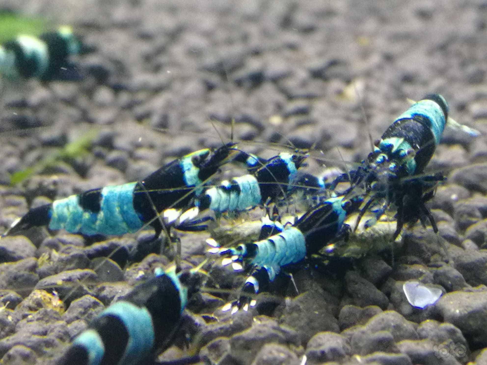 蓝化金刚水晶虾