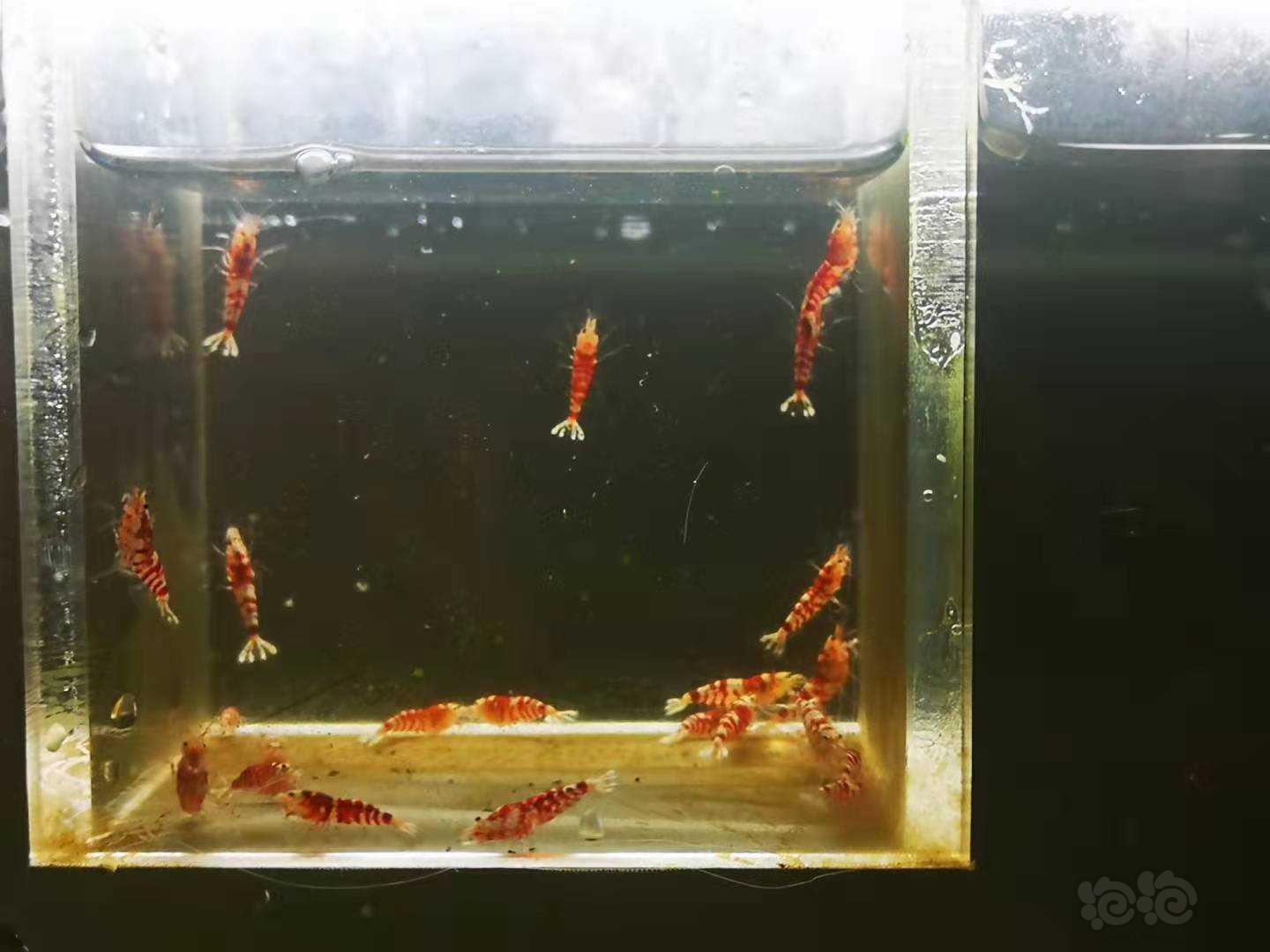 【虾】2021-10-18#RMB拍卖Mars血统红花虎一线缸苗-图2