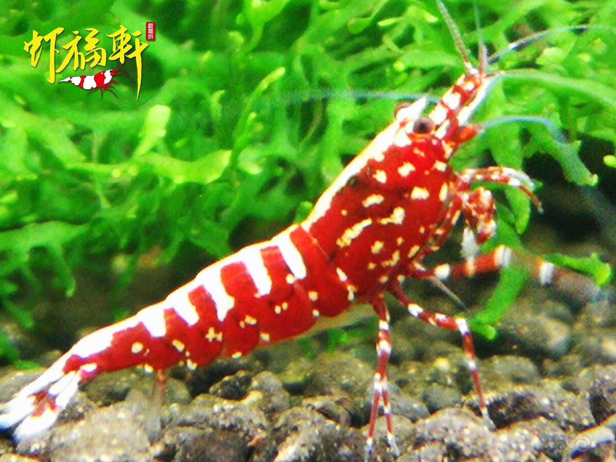 【虾】2021-10-06#RMB拍卖#红银河星钻2只-图1