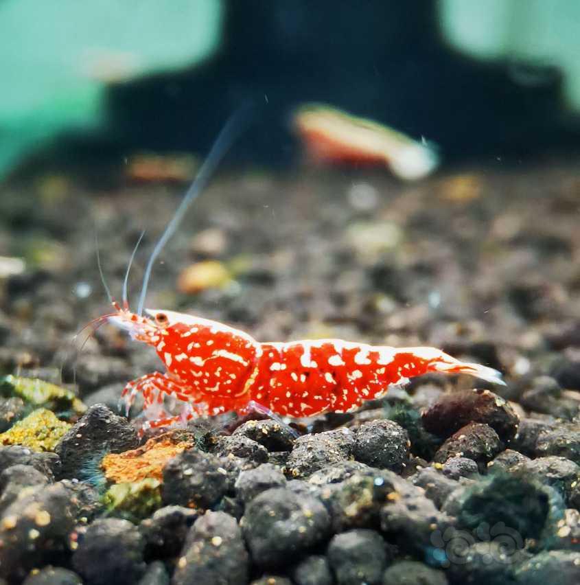 【虾】2021-10-11#RMB拍卖#红银河雪花水晶虾一份3只-图1