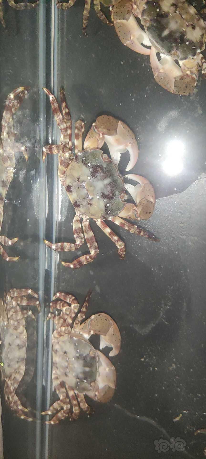 这个蟹能吃吗 在威海南海新区钓的-图2