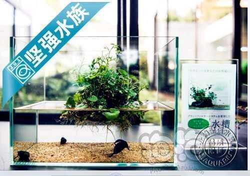 【用品】2021-11-2#RMB拍卖DAKE 水草亚克力辣椒榕平台-图1