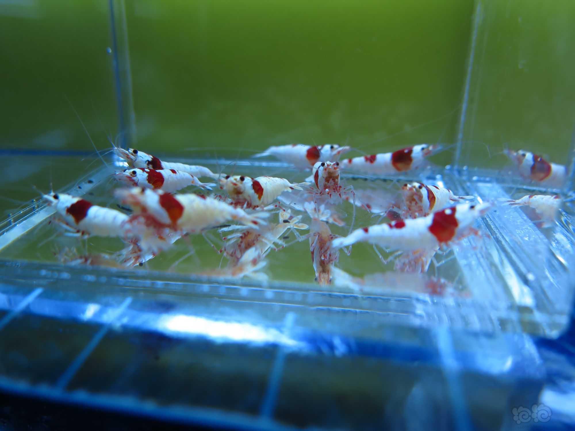 广东出10只红白水晶虾繁殖组-图9