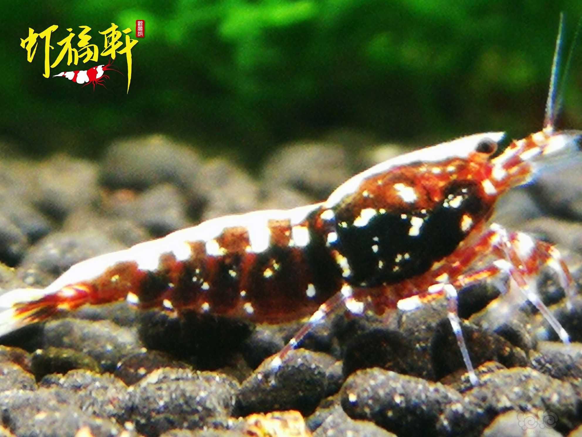 【虾】2021-10-09#RMB拍卖#红银河星钻3只-图5