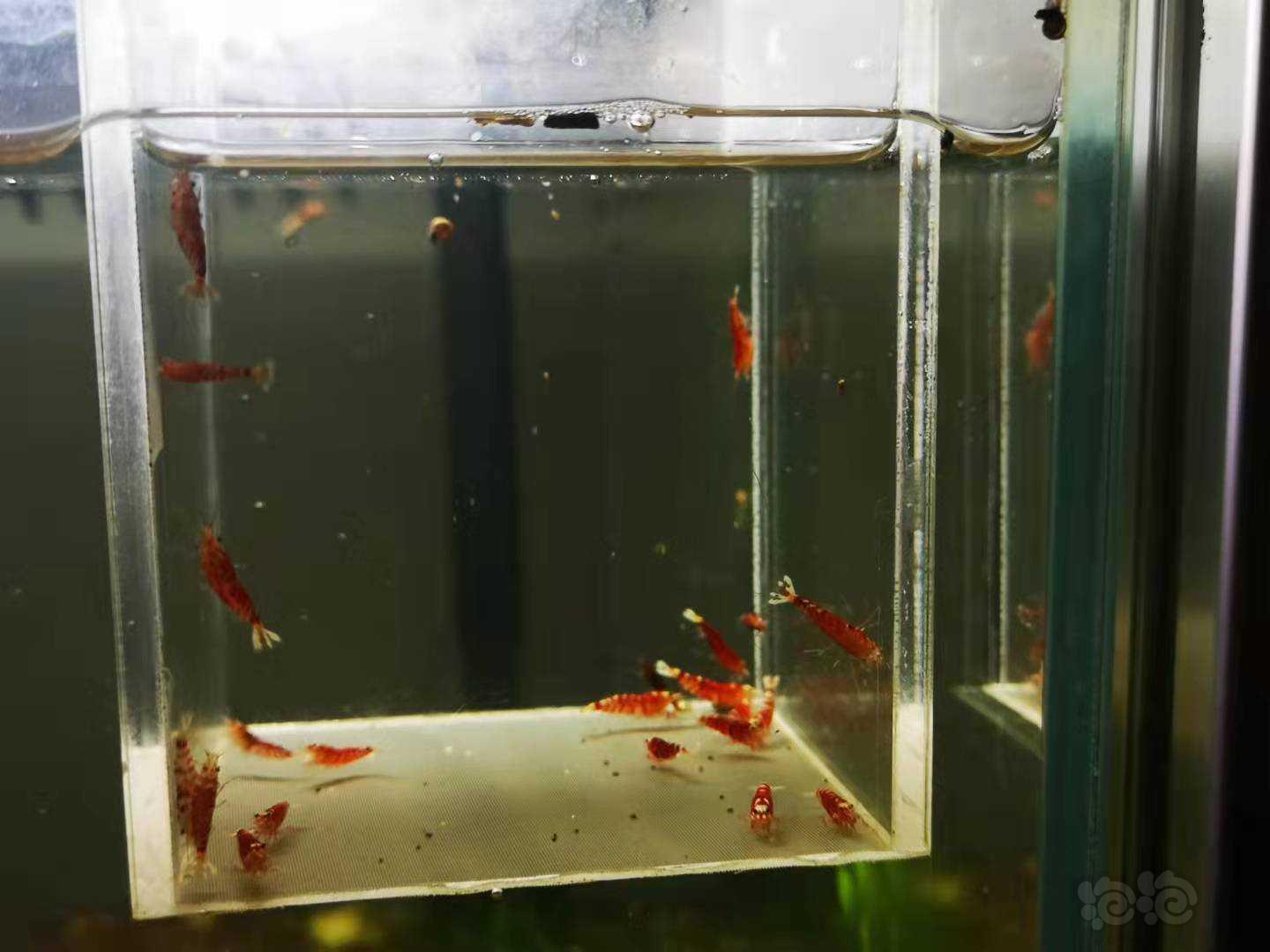 【虾】2021-10-20#RMB拍卖Mars血统深血红花虎一线缸-图4
