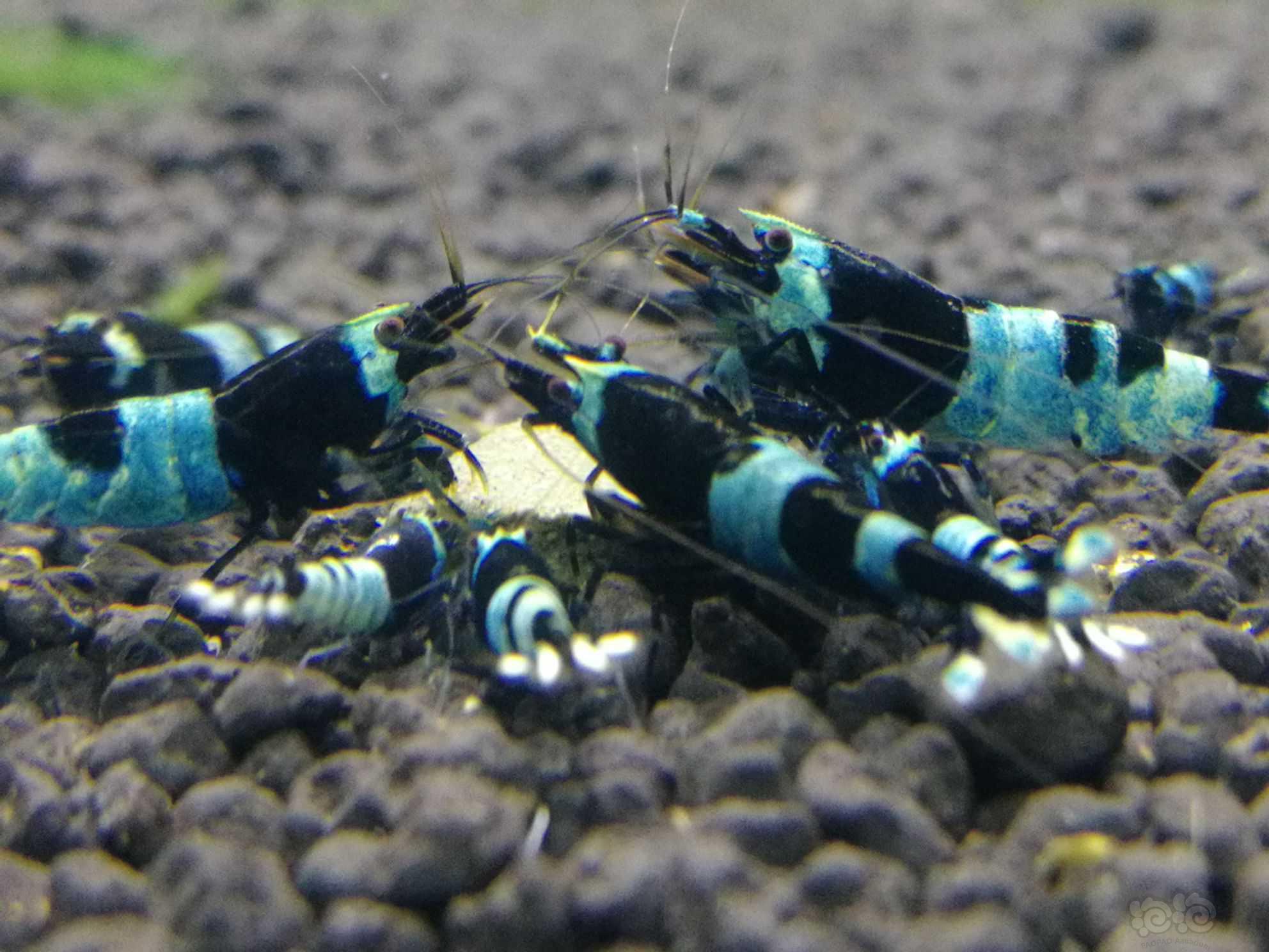 蓝化金刚水晶虾-图3