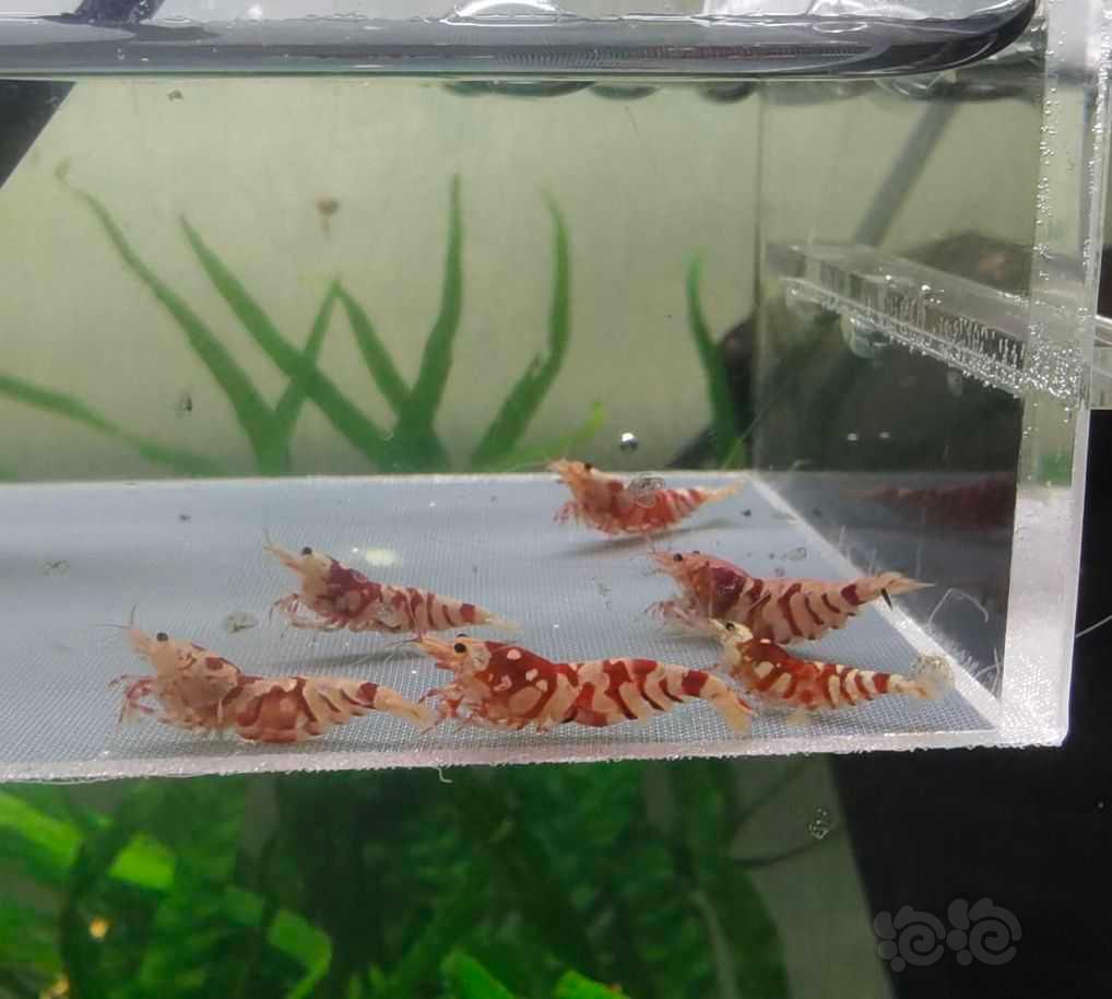 【虾】2021-10-9#RMB拍卖#太极红花虎6支-图2