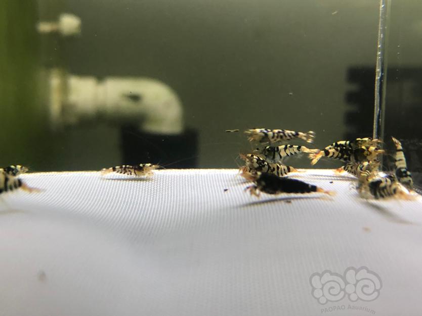【虾】2021-10-3日#RMB拍卖黑花虎20只-图3