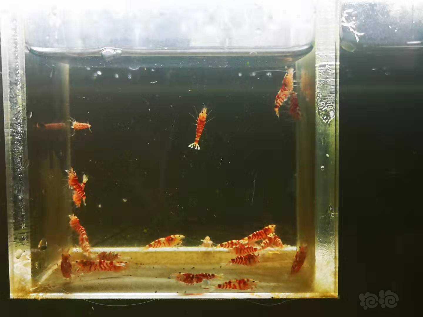 【虾】2021-10-18#RMB拍卖Mars血统红花虎一线缸苗-图4