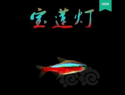 【灯科鱼】想下点鱼但是宝莲灯，红绿灯傻傻分不清楚-图2