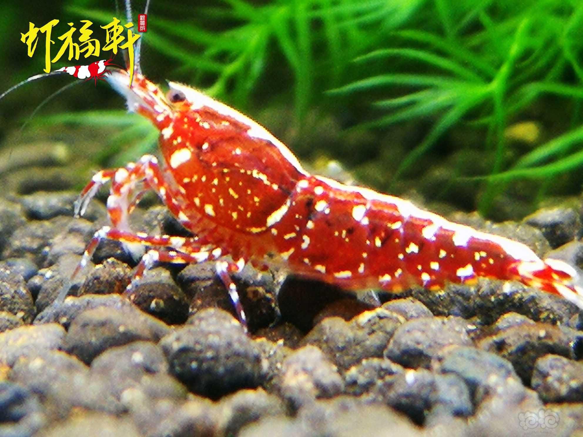 【虾】2021-10-13#RMB拍卖#红银河星钻新成2只-图3