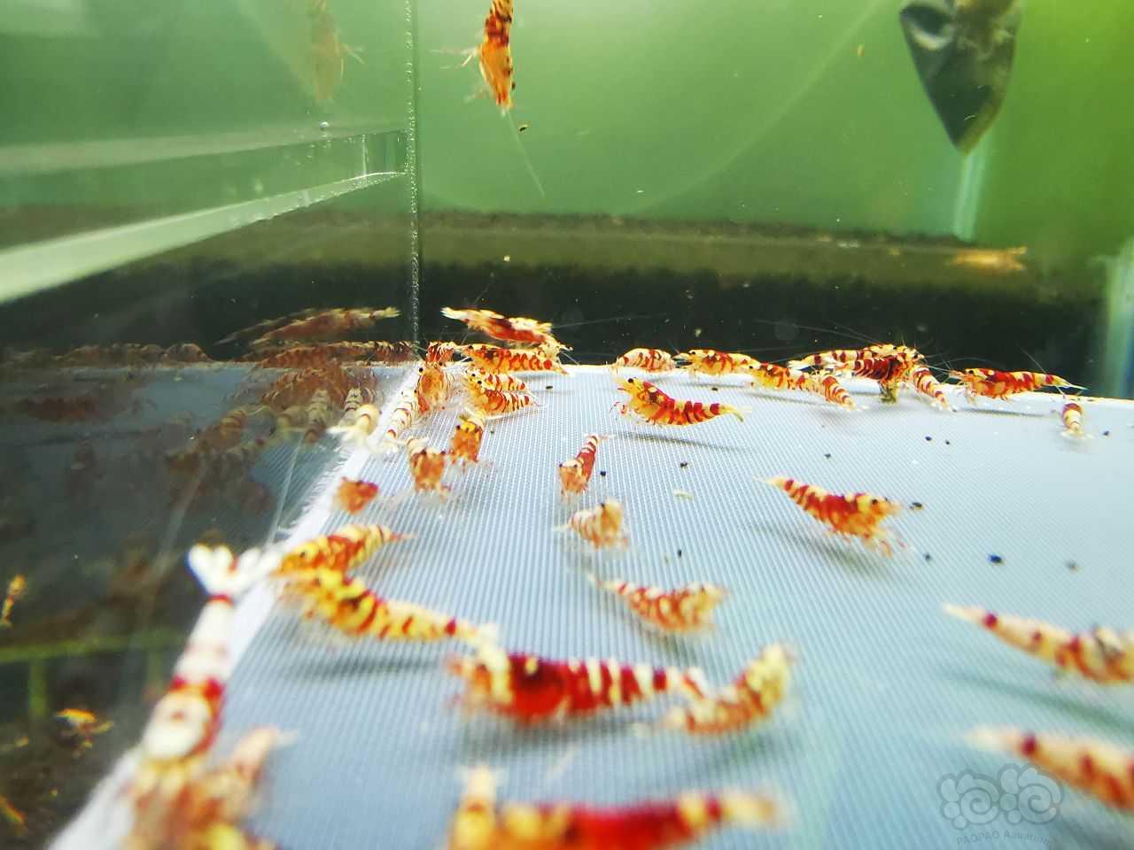 【虾】2021-10-19#RMB拍卖#红花虎一份80只：-图10