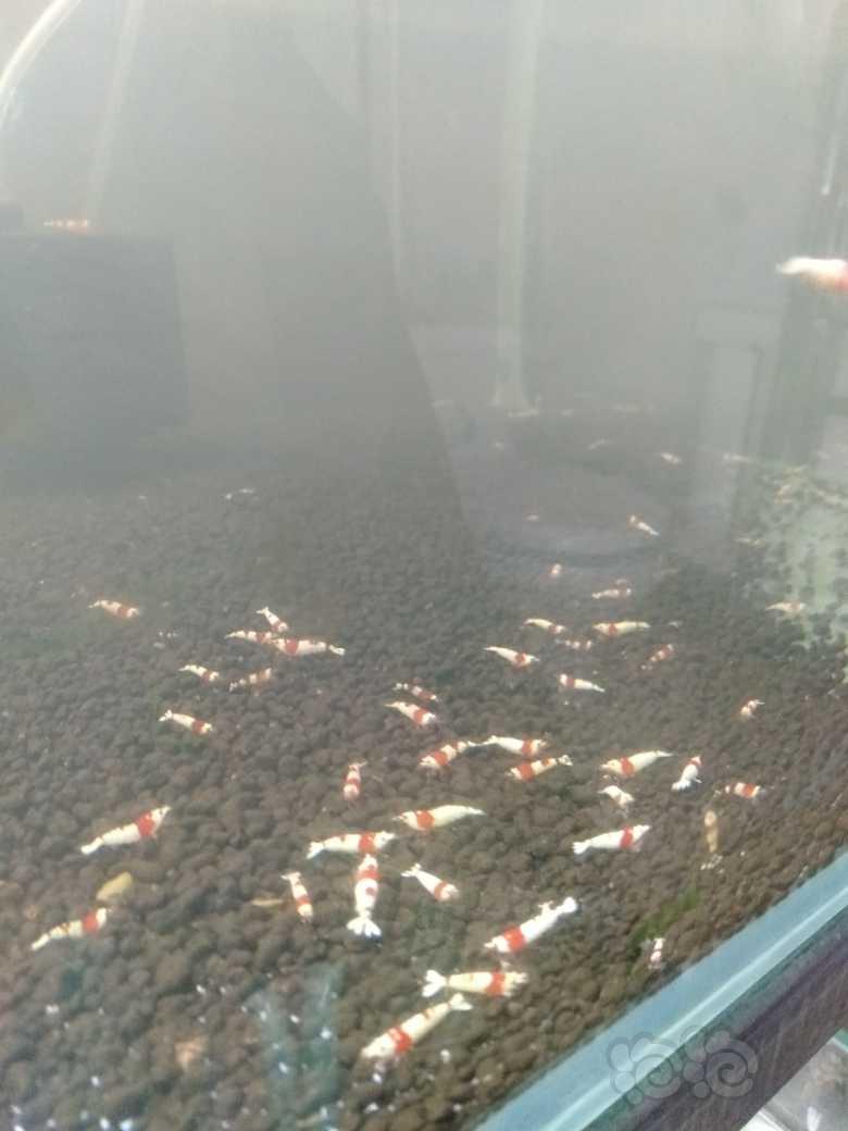 【虾】2021－10－01#RMB拍卖纯红白水晶虾30只-图2