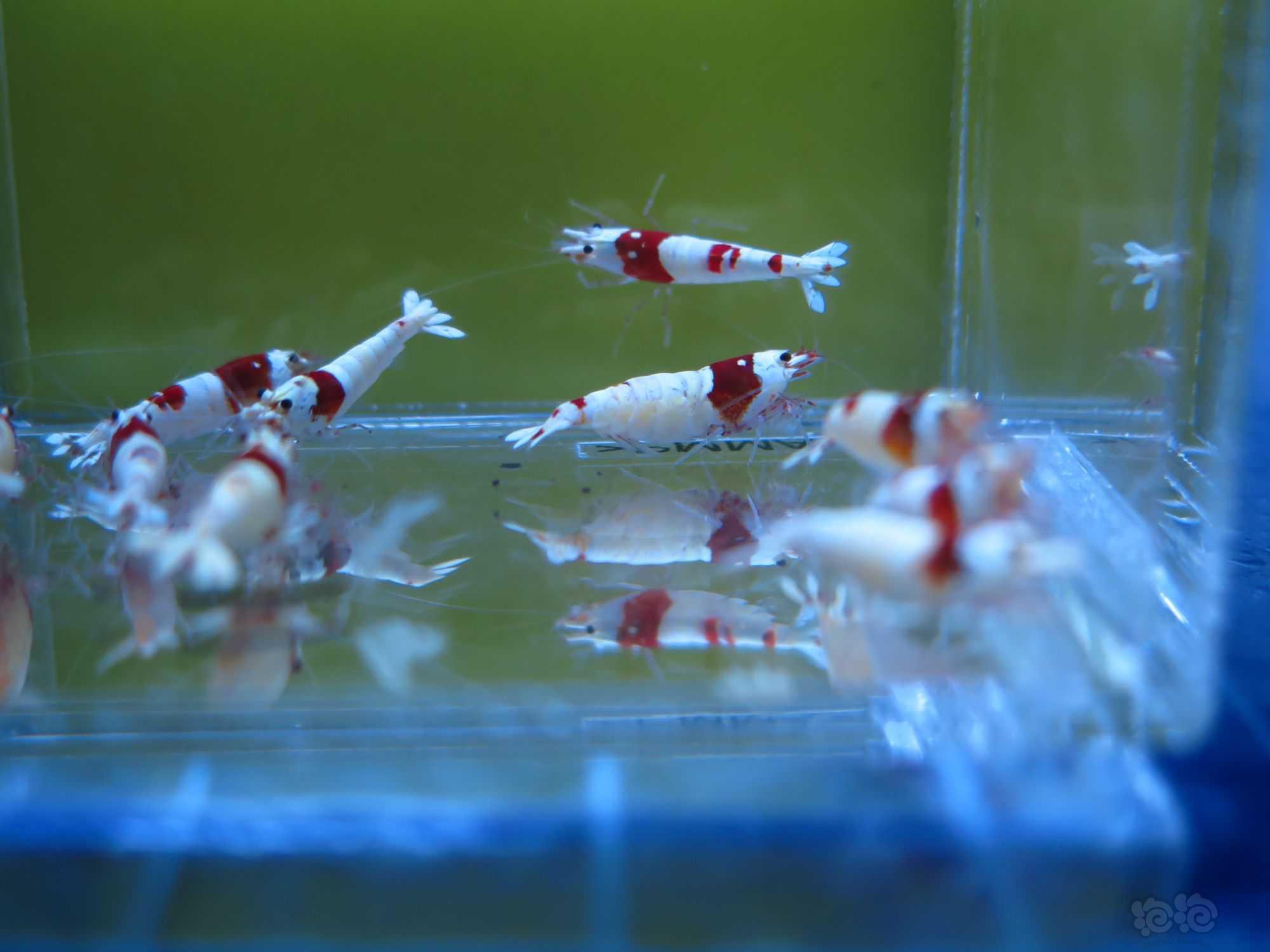 广东出10只红白水晶虾繁殖组-图4