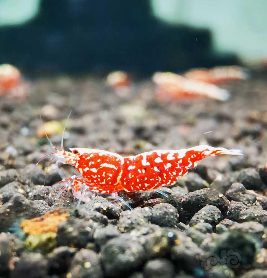 【虾】2021-10-11#RMB拍卖#红银河雪花水晶虾一份3只-图2