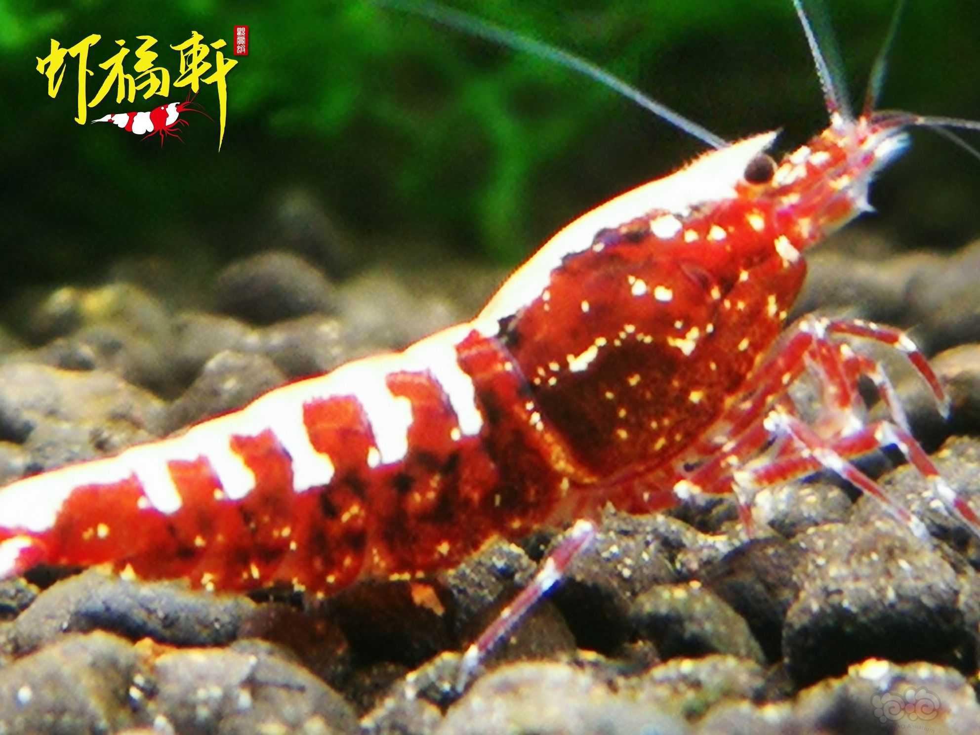 【虾】2021-10-09#RMB拍卖#红银河星钻3只-图3