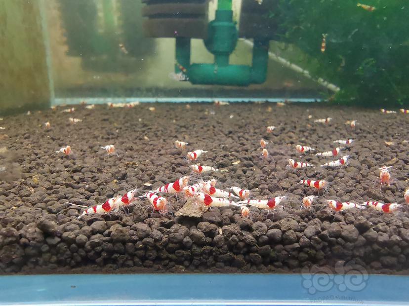 【虾】2021-10-23#RMB拍卖红白幼虾一组100只-图5