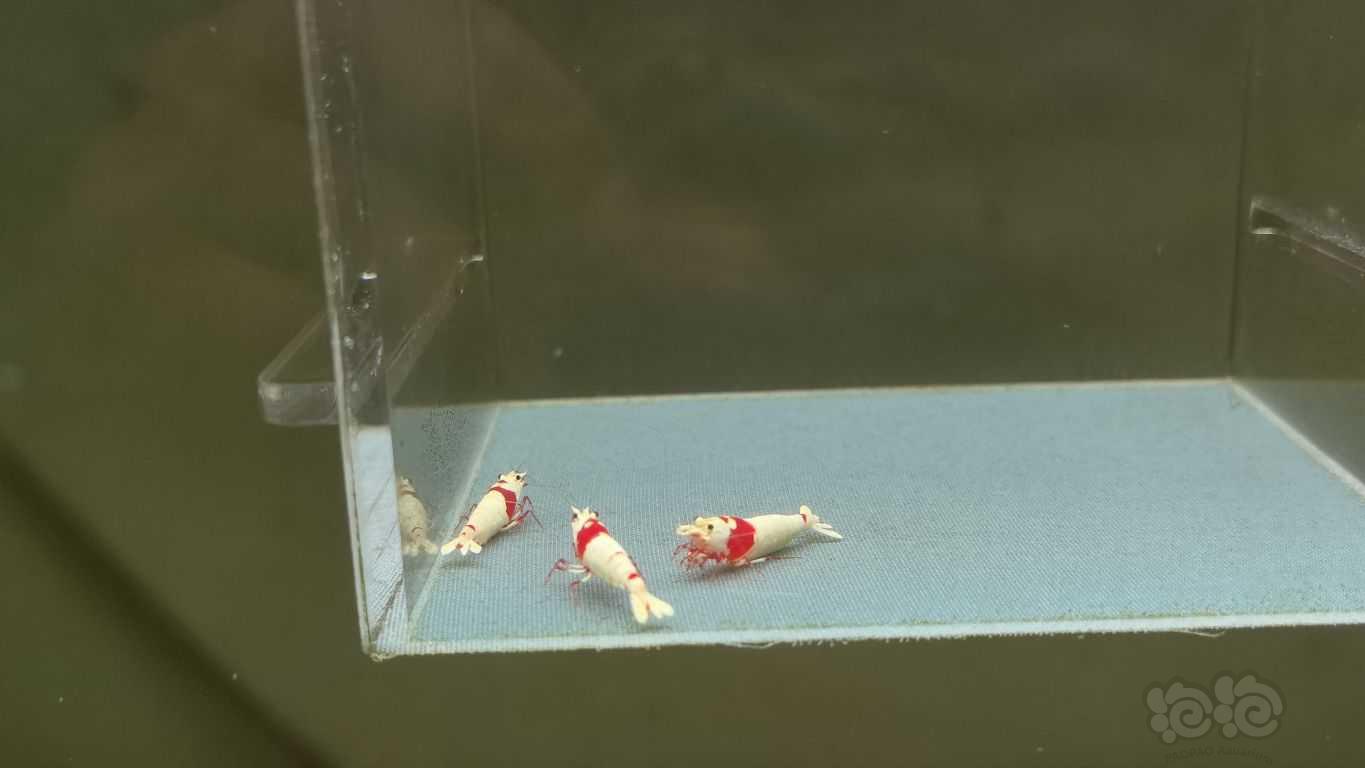【虾】2021-10-28#RMB拍卖系统红白成虾一公二母-图8