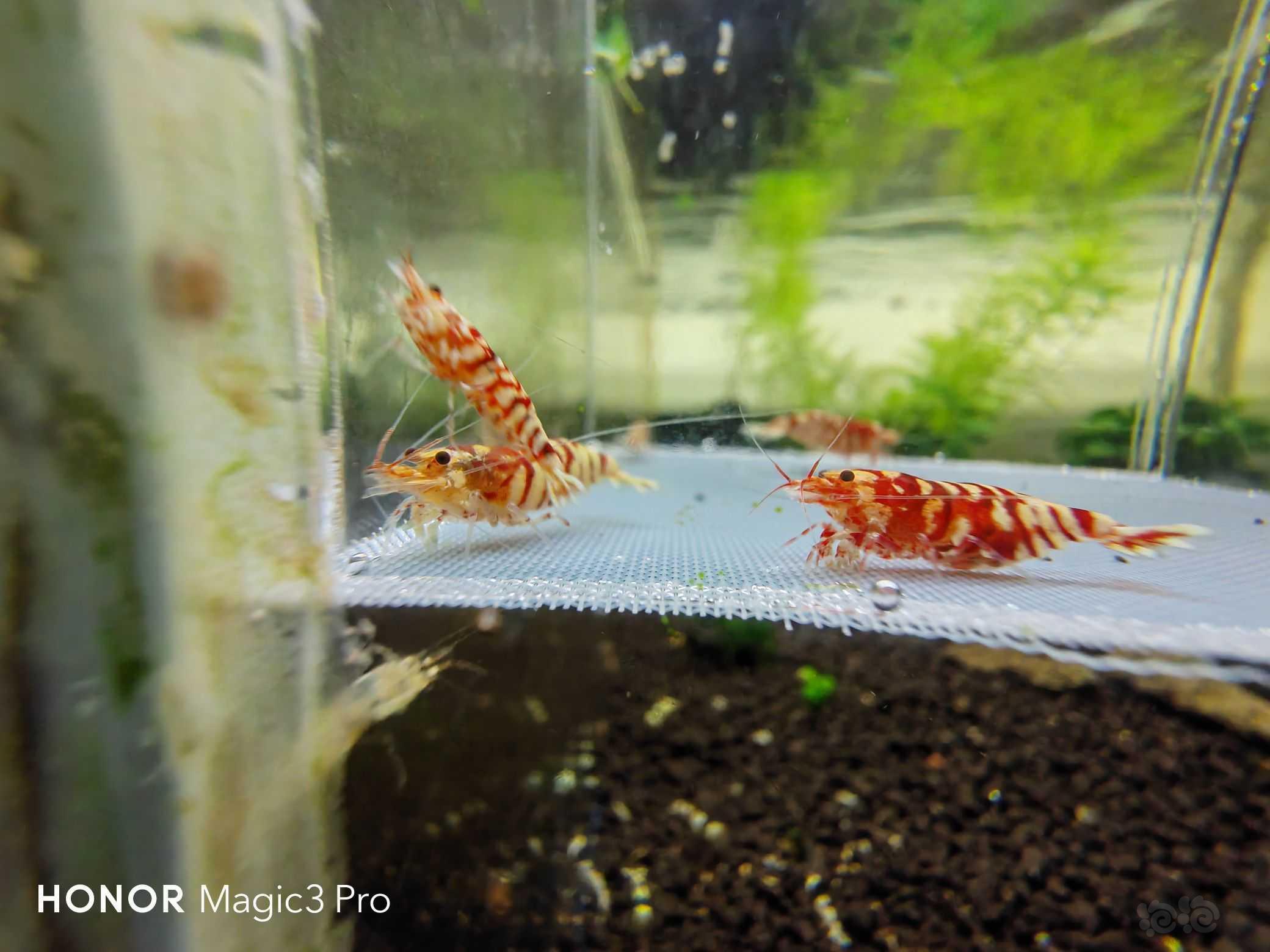 【虾】2021-10-22#RMB拍卖#红花虎7只3母一抱蛋-图7
