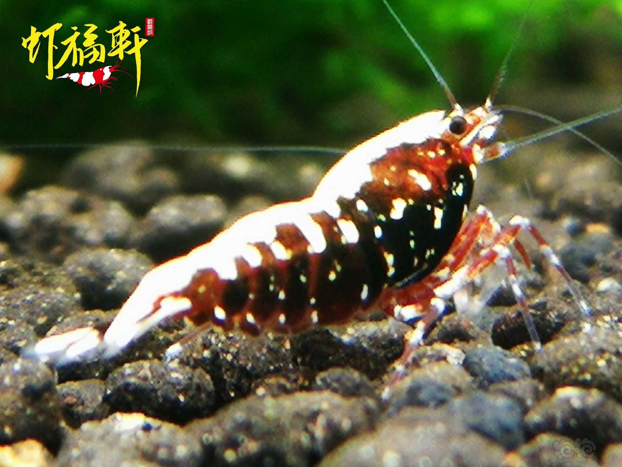 【虾】2021-10-09#RMB拍卖#红银河星钻3只-图6