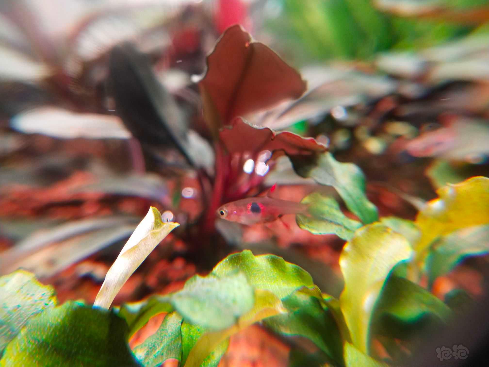 【灯科鱼】可爱的小蚂蚁-图2
