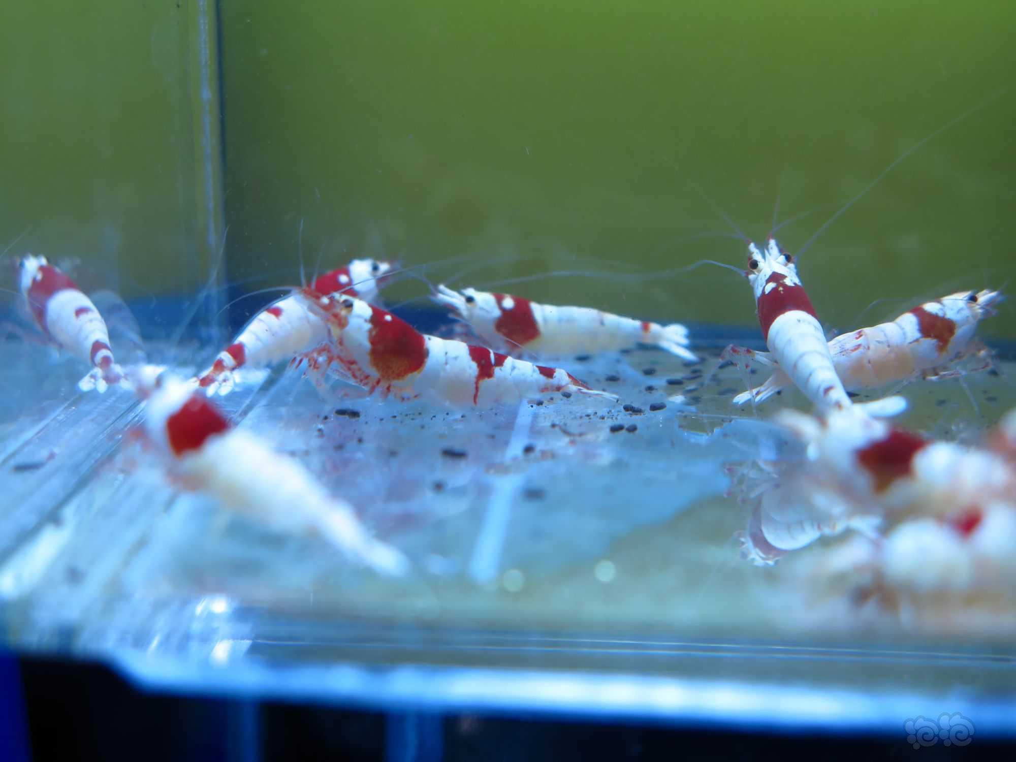 广东出11只红白水晶虾繁殖组-图9