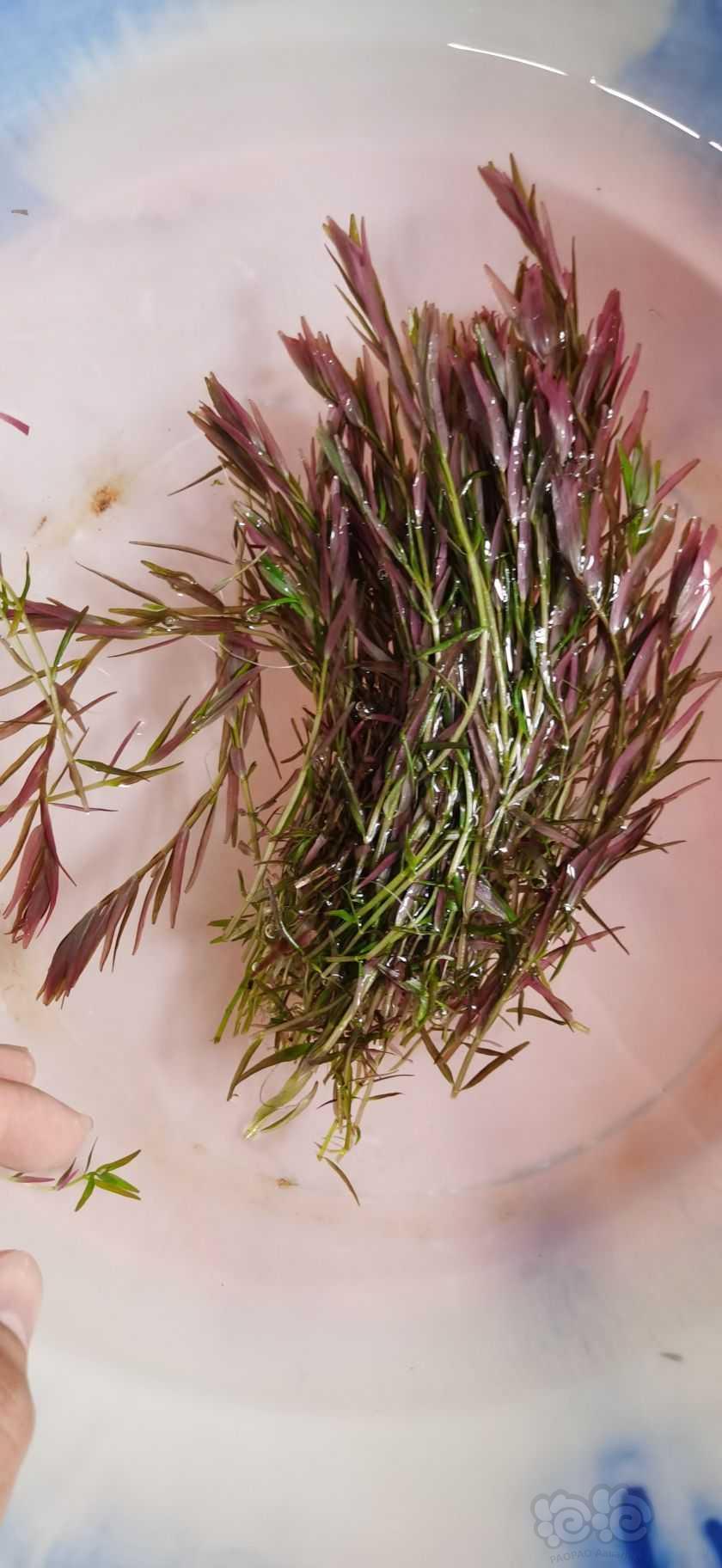 乌苏里聚藻，印度小圆叶，粉红宫廷套餐-图1