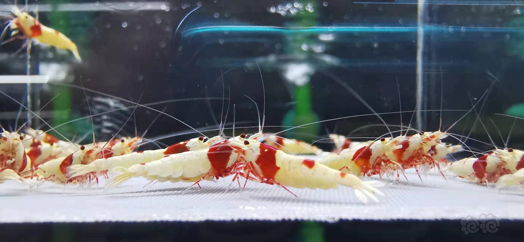 【虾】2021-10-13#RMB拍卖红白水晶虾一份25只-图6