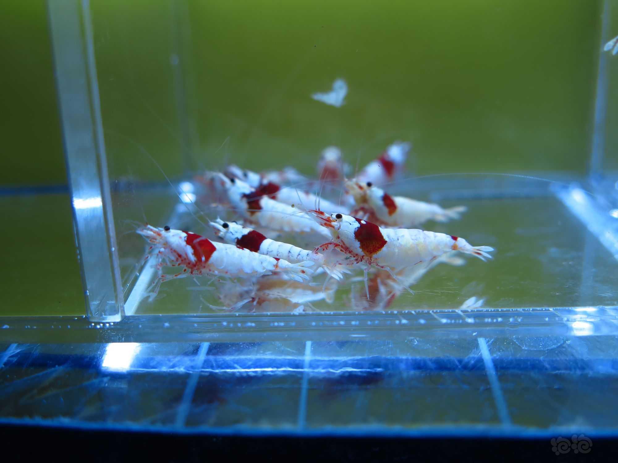 广东出10只红白水晶虾繁殖组-图8