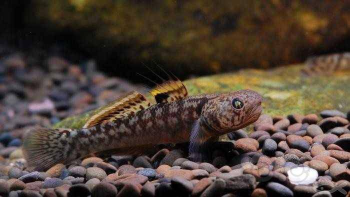 出点粘皮鲻虾虎,皮实好养-图7