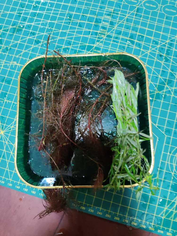 出小丛丹麦细叶铁 矮种黑木蕨 以及自养缸打头草-图3