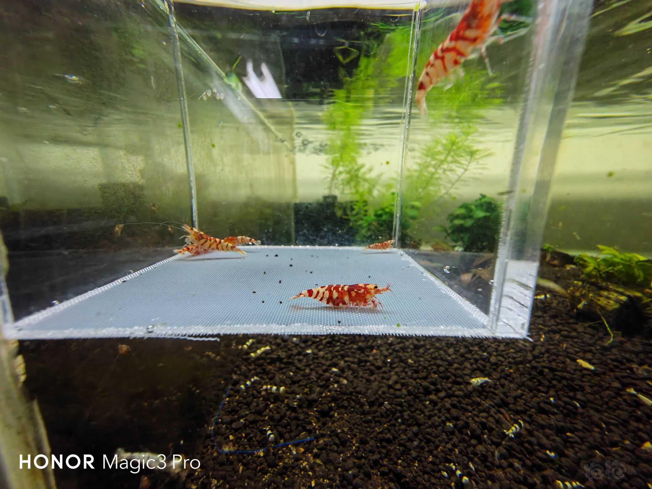 【虾】2021-10-22#RMB拍卖#红花虎7只3母一抱蛋-图9