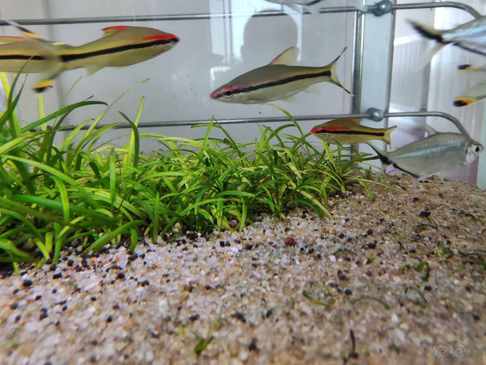 出自养迷你水兰确保品种纯正