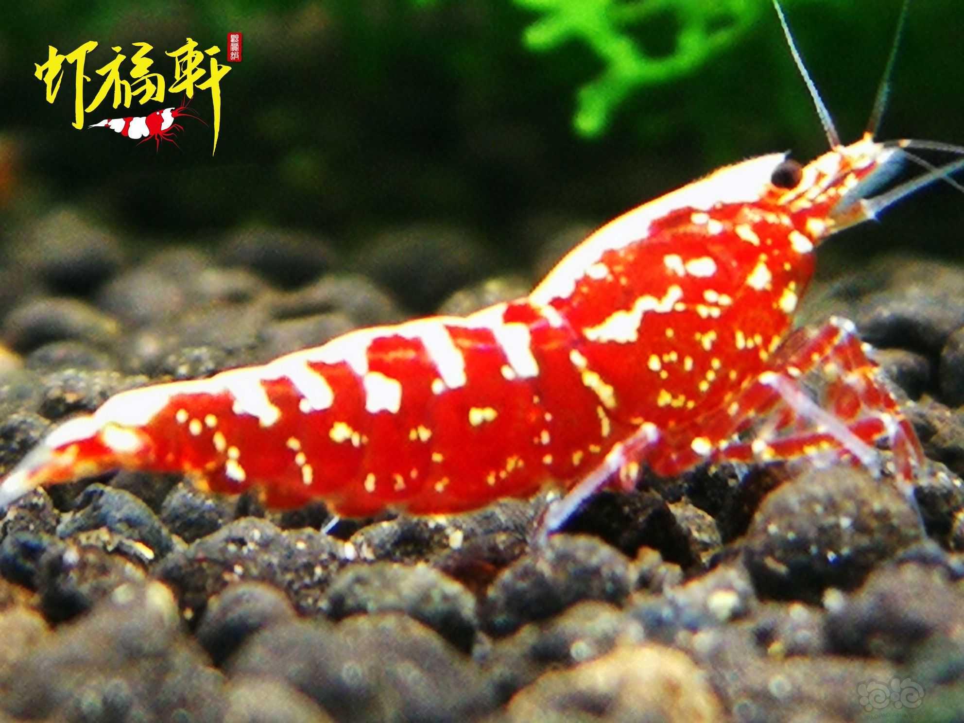 【虾】2021-10-09#RMB拍卖#红银河星钻3只-图1