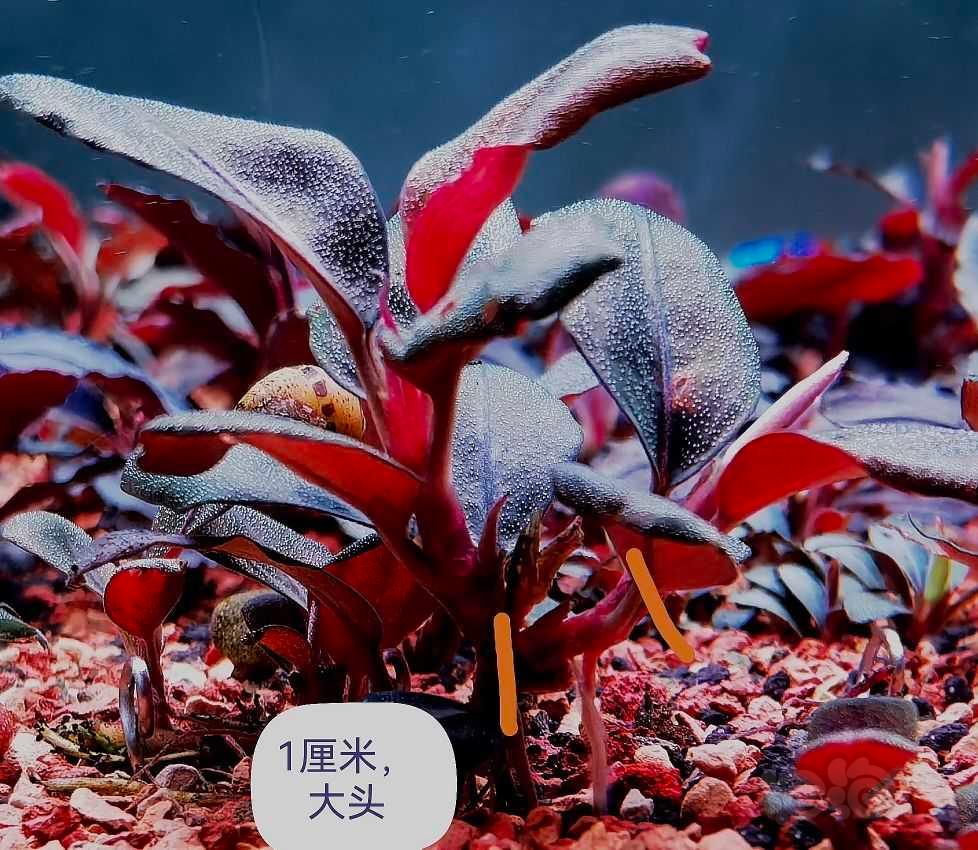 【辣椒榕】出QQ海，1厘米主头-图3