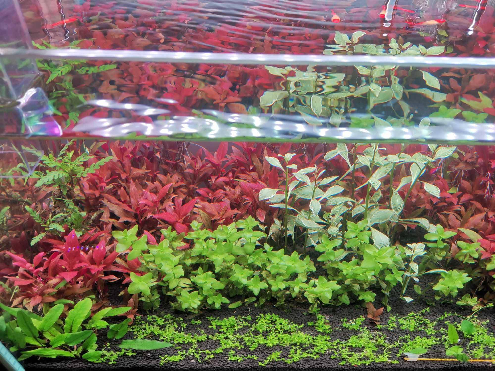 出点儿打头血心兰