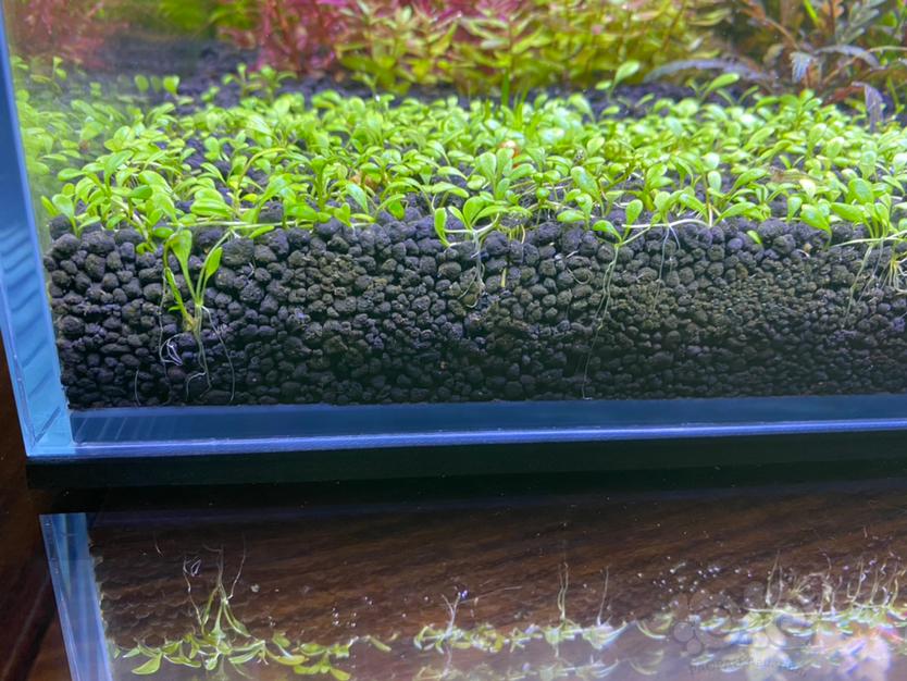 蓝绿藻好像对水草根系生长有影响…-图2