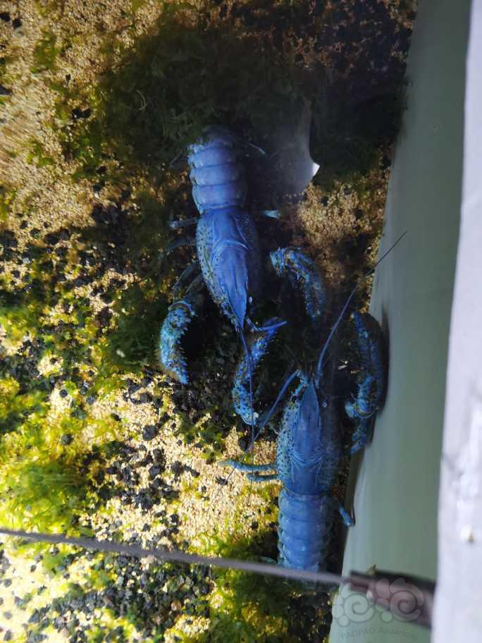 两个蓝色大虾-图4