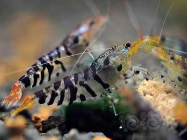 【水晶虾】出点虎纹虾(红花虎，黑花虎始祖)-图1