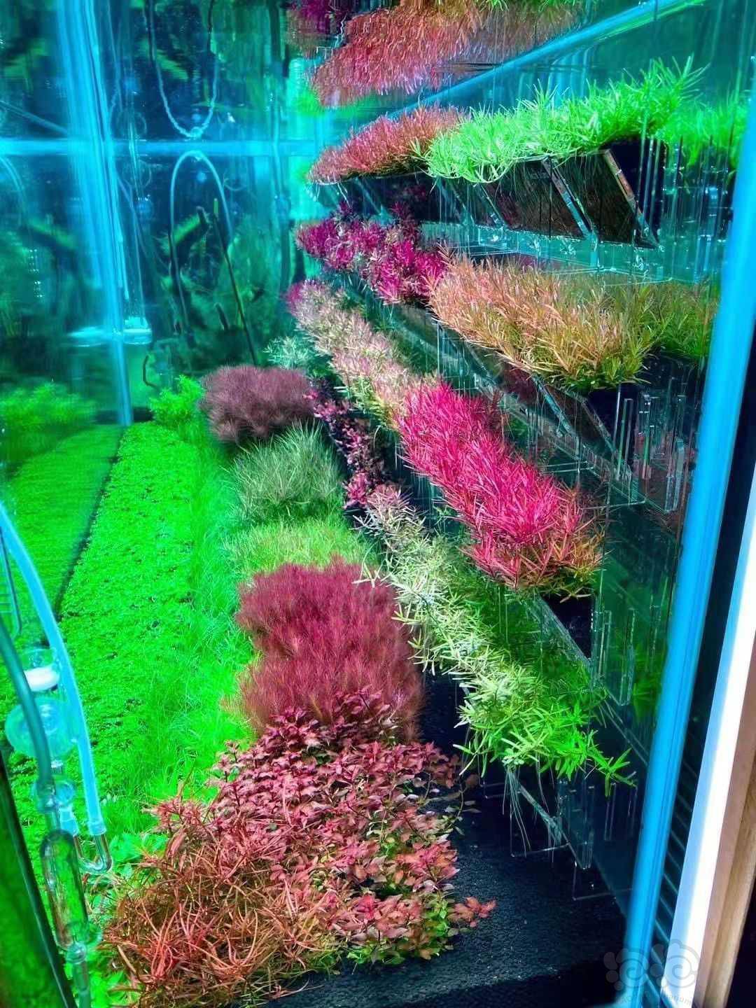 亚克力水草种植盒 泡泡水族