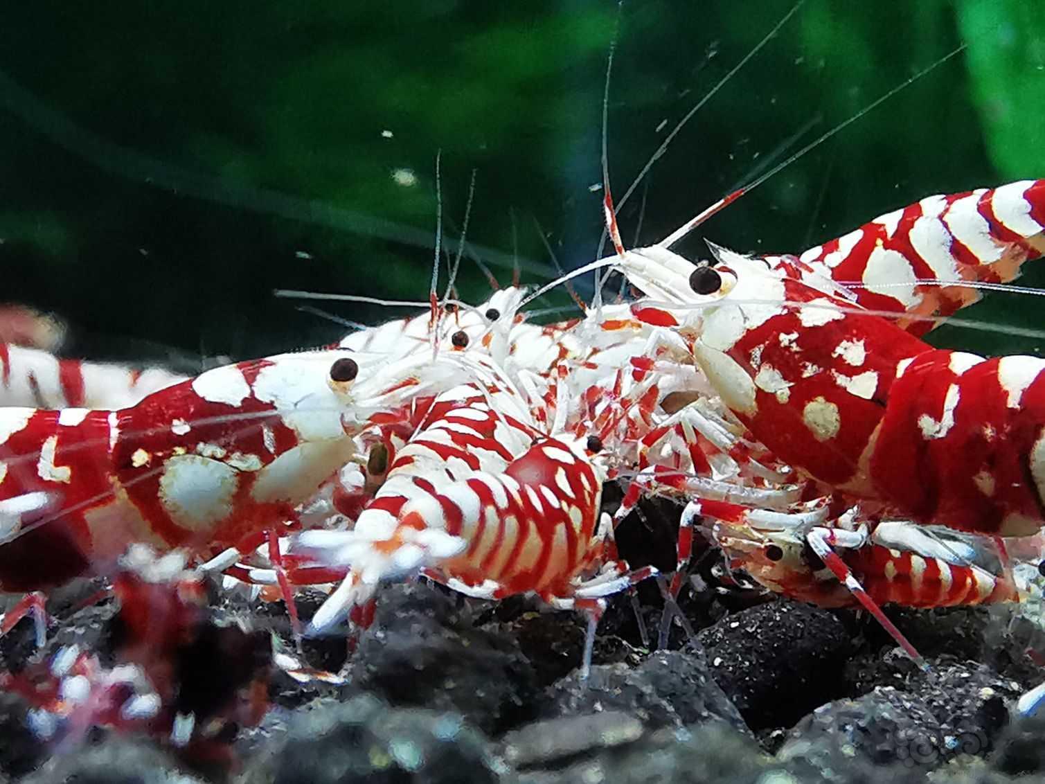 红花虎水晶虾！-图1