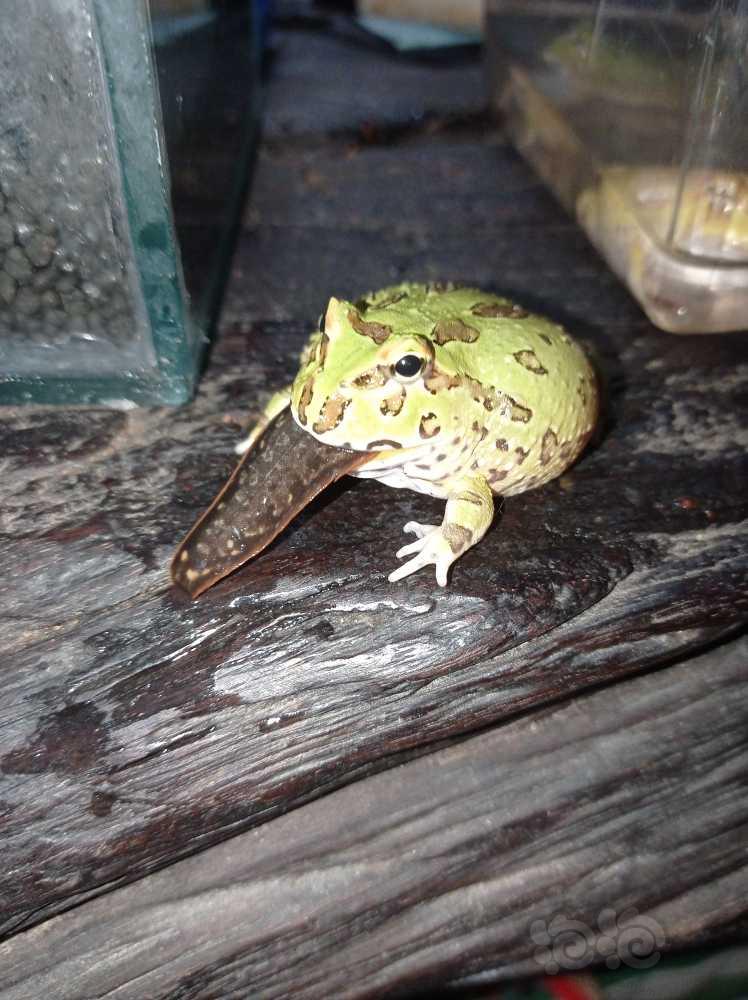 众所周知，角蛙是一种很神奇的动物-图2