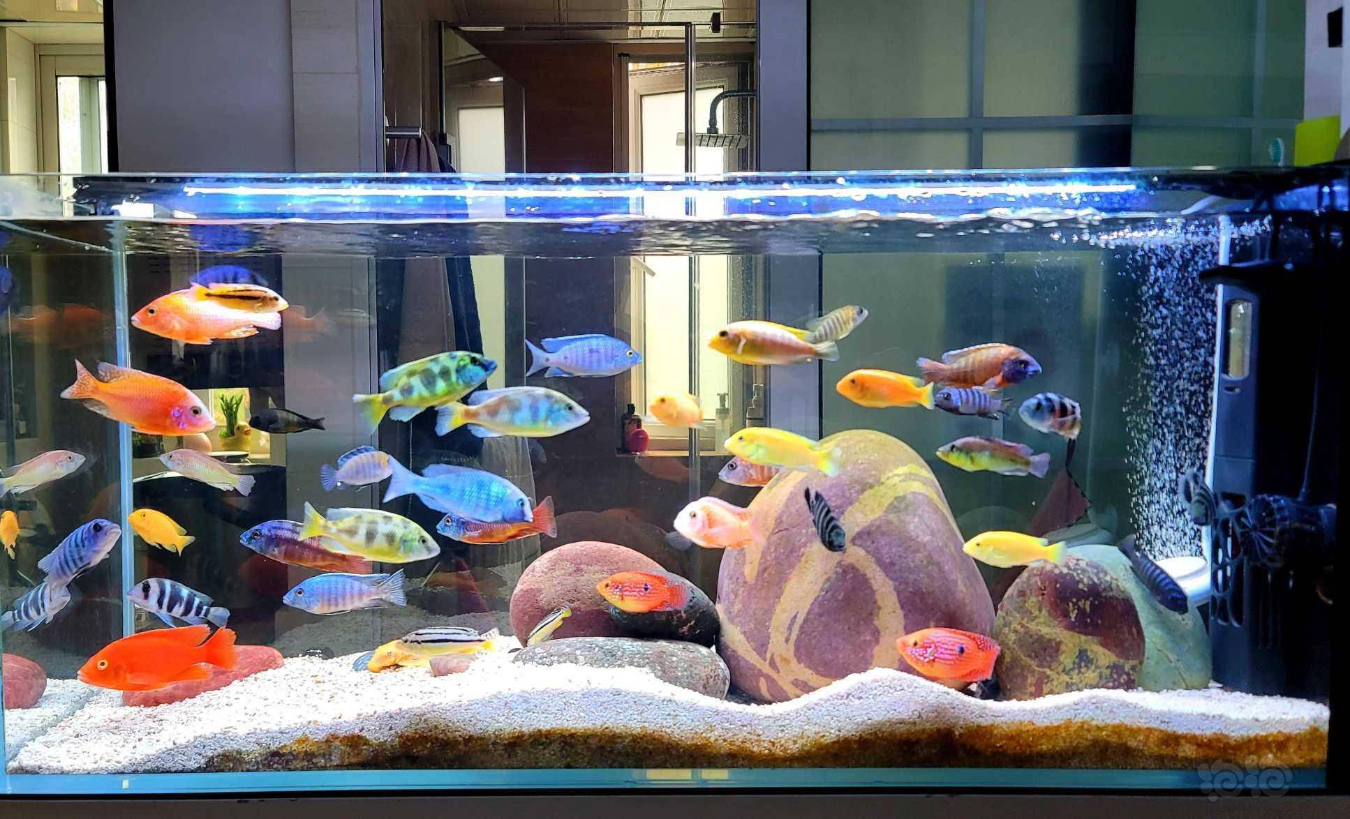 【三湖慈鲷】一缸欢的小鱼,一掬清澈的心情-图1