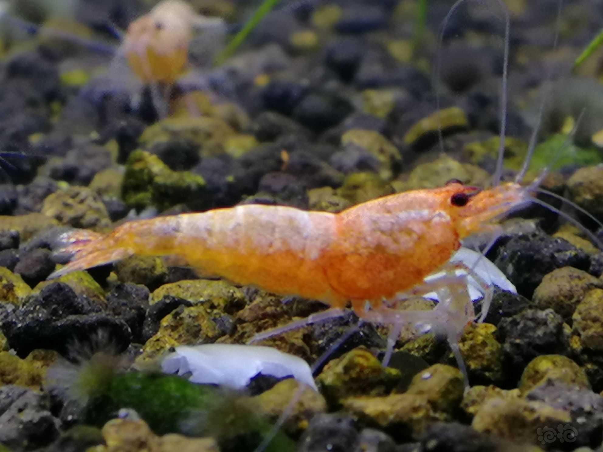 粉红金刚水晶虾-图1