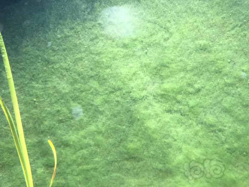 求教大神，1米原生缸暴藻，是丝藻？绒毛藻还是什么藻-图4