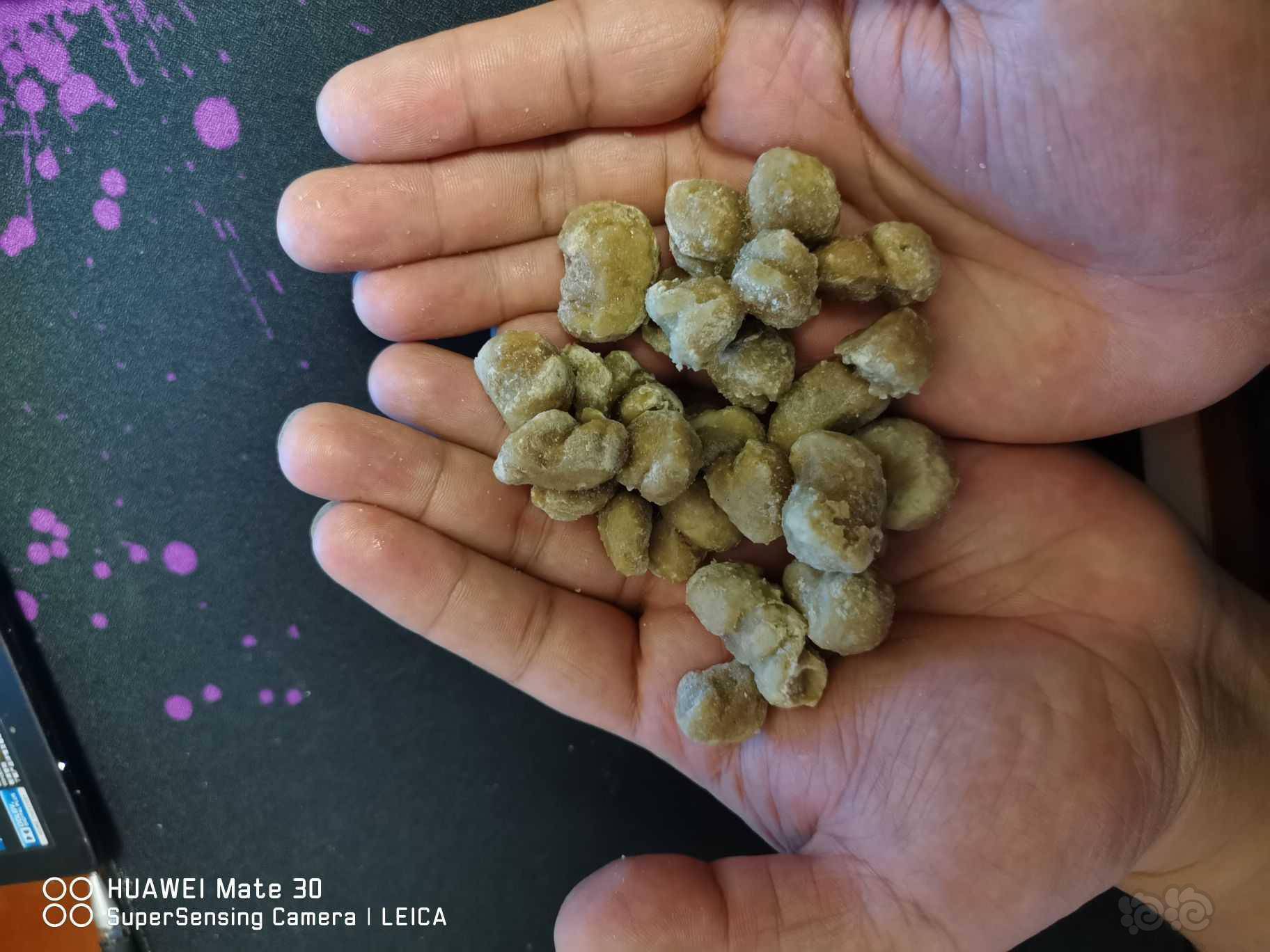 丰年虾成虫一斤一版,丰年虾幼虫超细卵,有益菌桡足,下单多送-图11