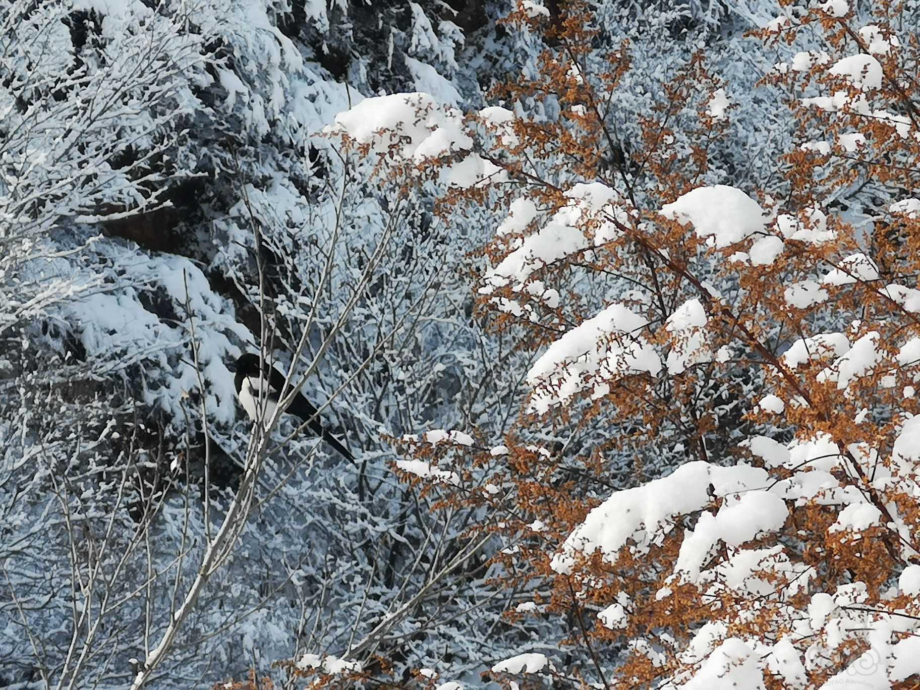 分享一个前段时间拍的雪景-图5